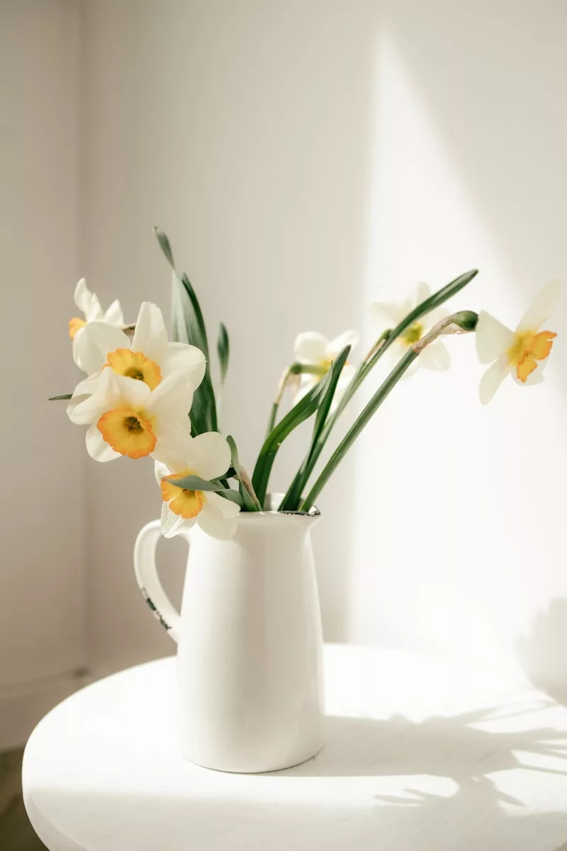 Fresh daffodils bloom in a white pitcher.