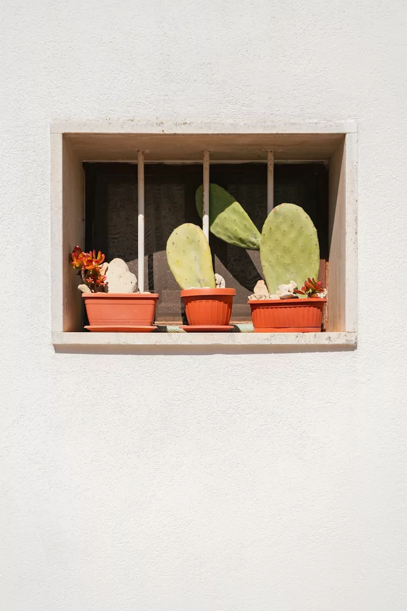 Cactus and plants in a window box.