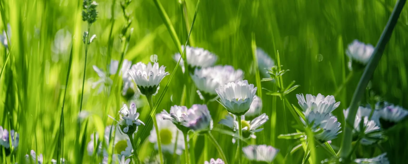 purple flowers on green grass field during daytime