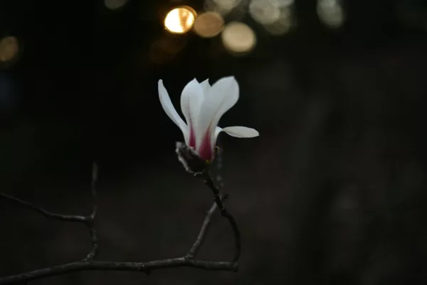 A delicate magnolia blossom in dim light.