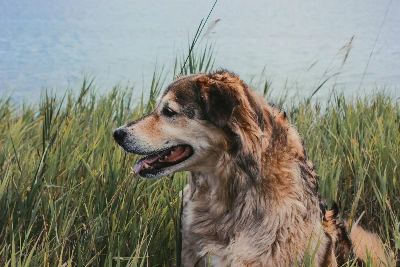 tan and black dog surrounded by grass